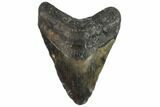Bargain, Fossil Megalodon Tooth - North Carolina #91625-1